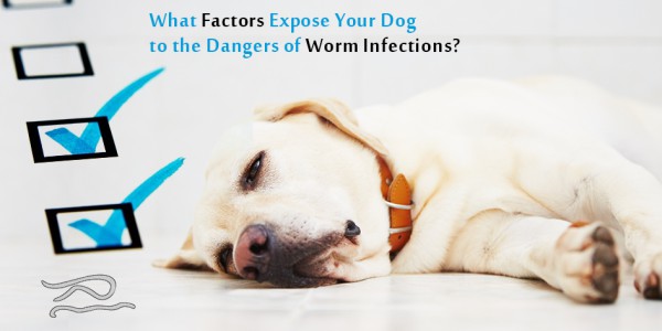 What Factors Expose Your Dog to the Dangers of Worm Infections?