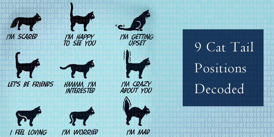 9 Cat Tail Positions Decoded