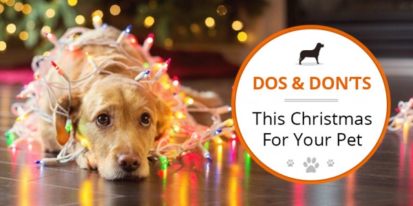 Dos & Donts This Christmas For Your Pet