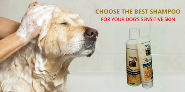 Best Shampoo For Your Dog’s
