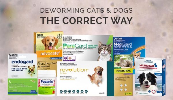 Deworming Cats & Dogs The Correct Way
