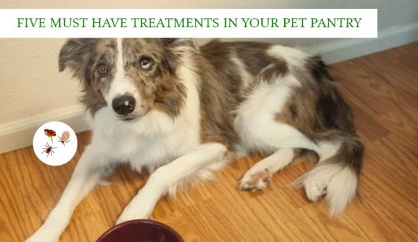 Five Must Have Treatments In Your Pet Pantry