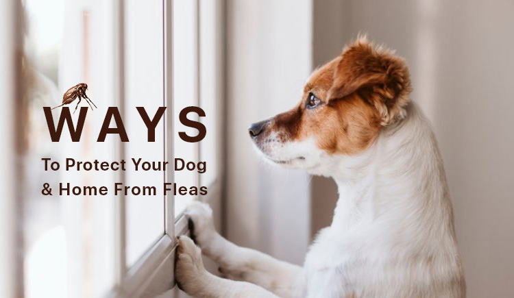 protect your dog from flea and tick