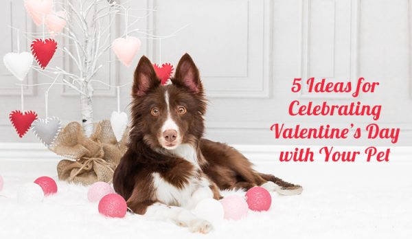 Valentine's Day With Pets