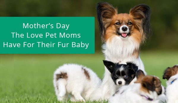 Mother's Day The Love Pet Moms Have For Their Fur Baby