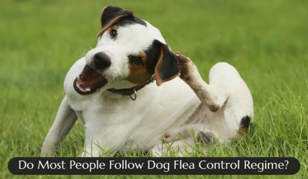Flea Treatment for Pets