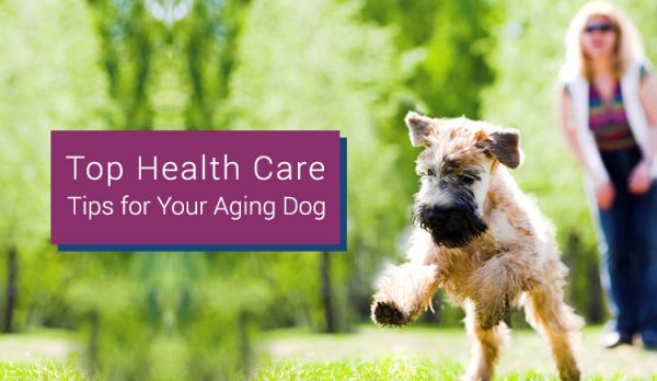 top health care for aging dogs