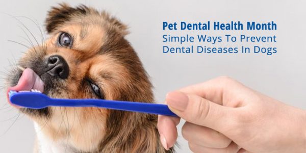 Ways to treat Pets Dental Problems