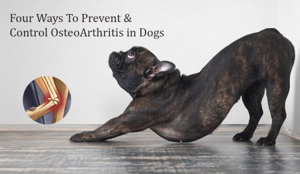 How to prevent osteoarthritis in Dogs