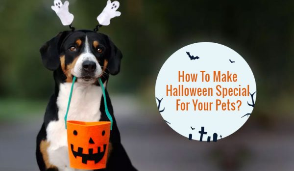 How to make halloween special for pets
