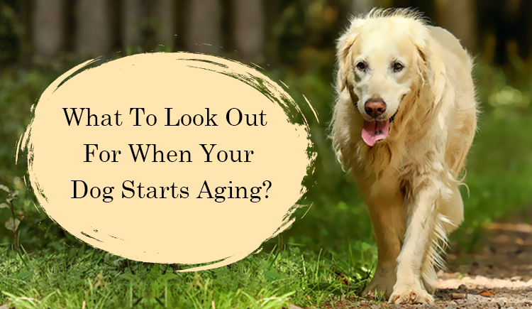 How to take care of aged dogs