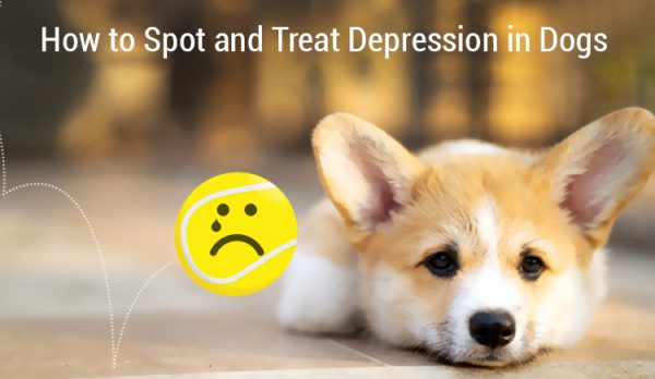Depression in Dogs