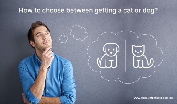 How to choose between getting a cat or dog