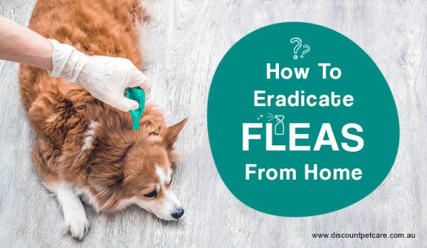 Eradicate Fleas From Home