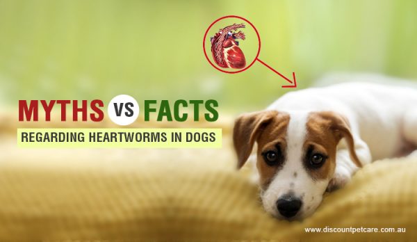 Myths vs Facts Regarding Heartworms In Dogs