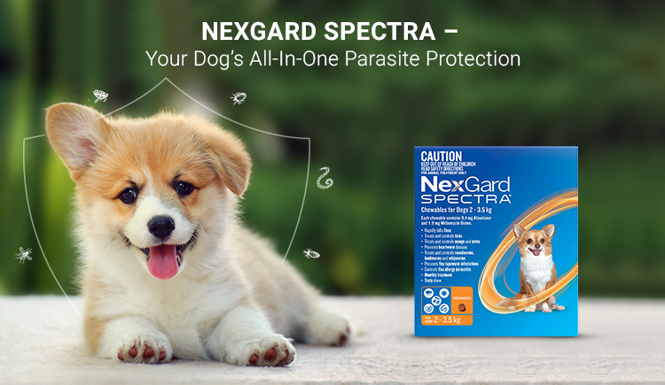 Nexgard Spectra – Your Dog’s All-In-One Parasite Protection