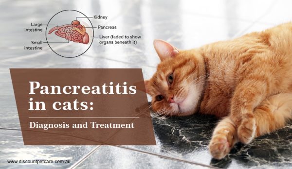 Pancreatitis in cats: diagnosis and treatment