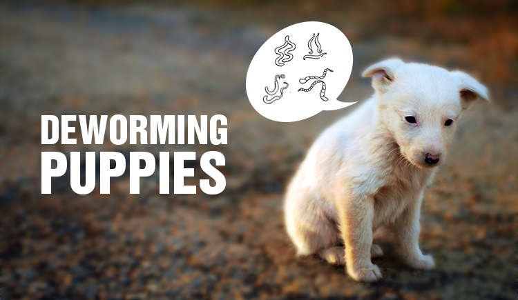 Worms in Puppies- Types, Symptoms, and Treatment
