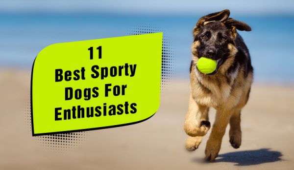 11 Best Sporty Dogs For Enthusiasts