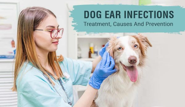 Dog Ear Infections: Treatment, Causes and Prevention