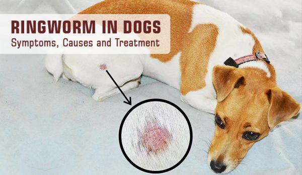 Ringworm in Dogs Symptoms, Causes and Treatment