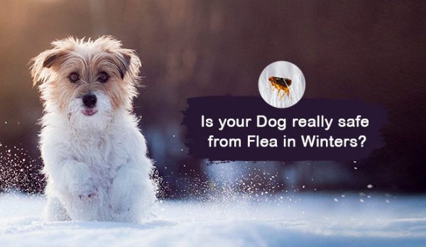 Is your Dog really safe from flea in Winters?