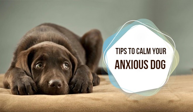 4 Tips to Calm Your Anxious Dog