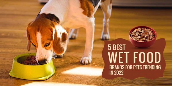 5 Best Wet Food Brands for Pets Trending in 2022