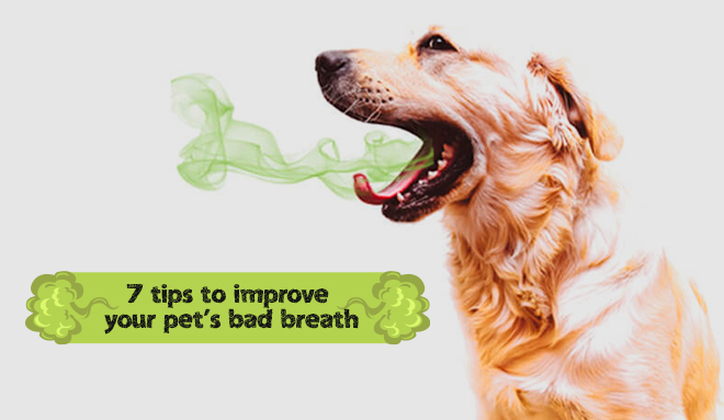 7 tips to improve your pet’s bad breath