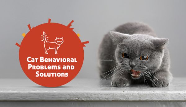 Cat Behavioral Problems and Solutions