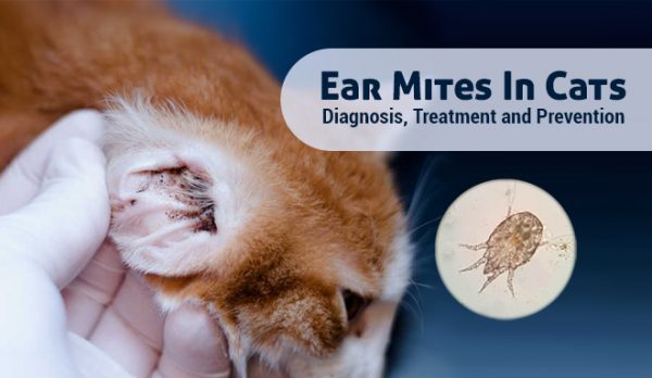 Ear Mites In Cats: Diagnosis, Treatment and Prevention