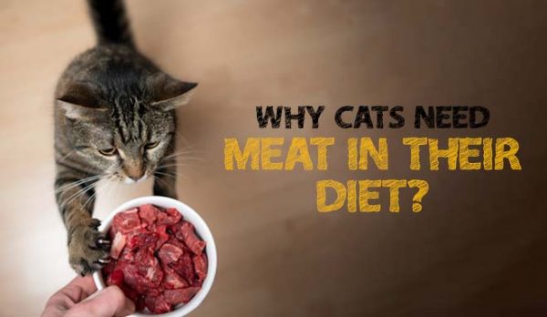 3 Major Reasons Why Cats Need Meat in their Diet