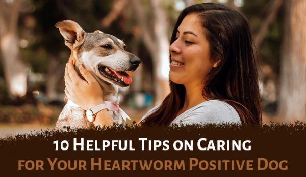 10 Helpful Tips on Caring for Your Heartworm Positive Dog