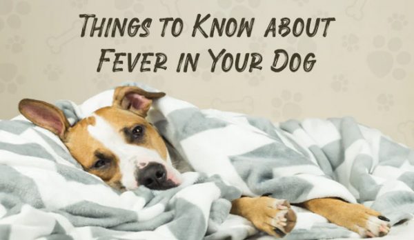 Things to Know about Fever in Your Dog