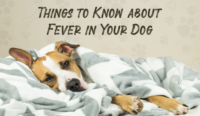 Things to Know about Fever in Your Dog
