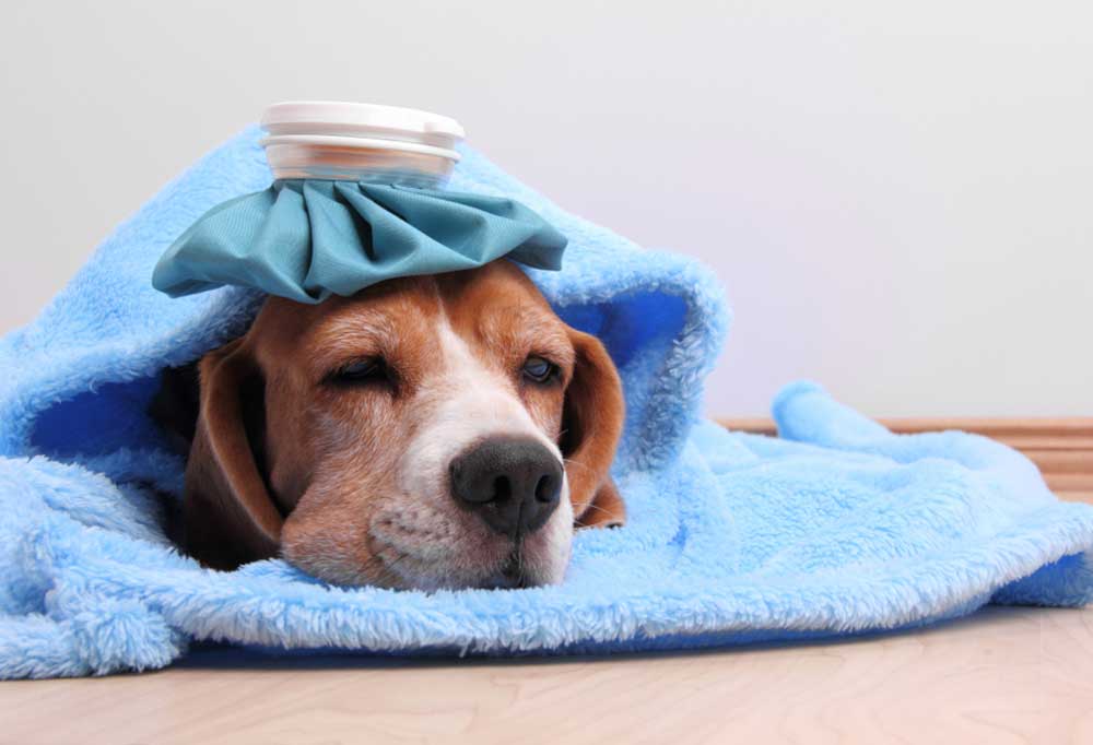 How to Treat a Dog Fever