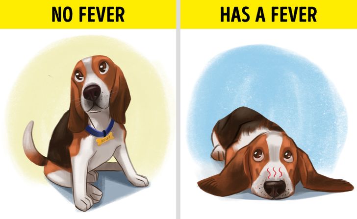 Signs of Fever in Dogs