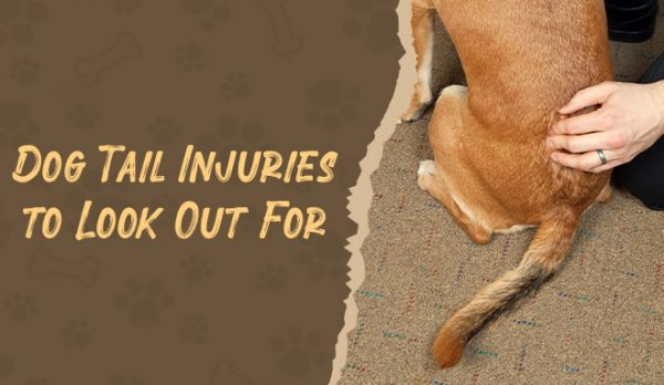 Dog Tail Injuries to Look Out For