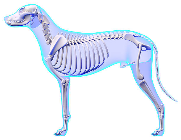 tail anatomy for dog