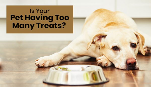 Is Your Pet Having Too Many Treats?