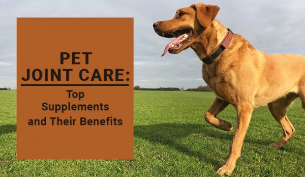 Pet Joint Care: Top Supplements and Their Benefits