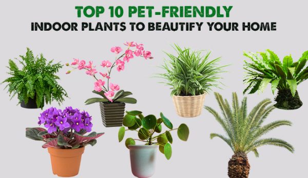 Pet-Friendly Plants