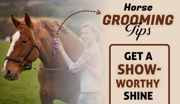 Horse Grooming Tips