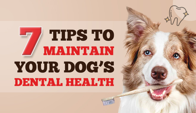 Dog’s Dental Health