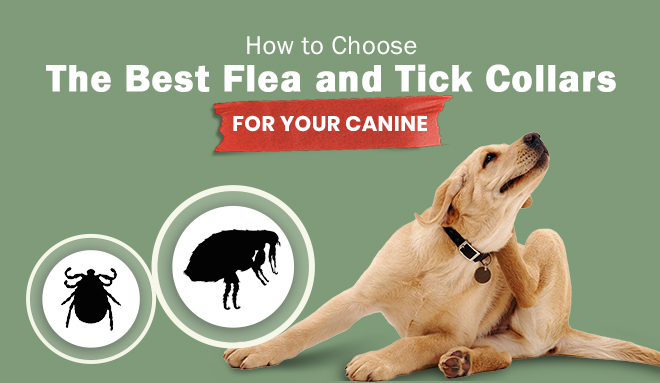 Flea and Tick Collars for Dogs