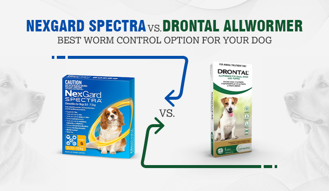 Best Worm Control Option for Your Dog