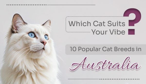 Popular Cat Breeds in Australia
