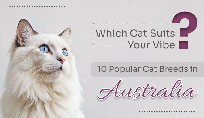 Popular Cat Breeds in Australia