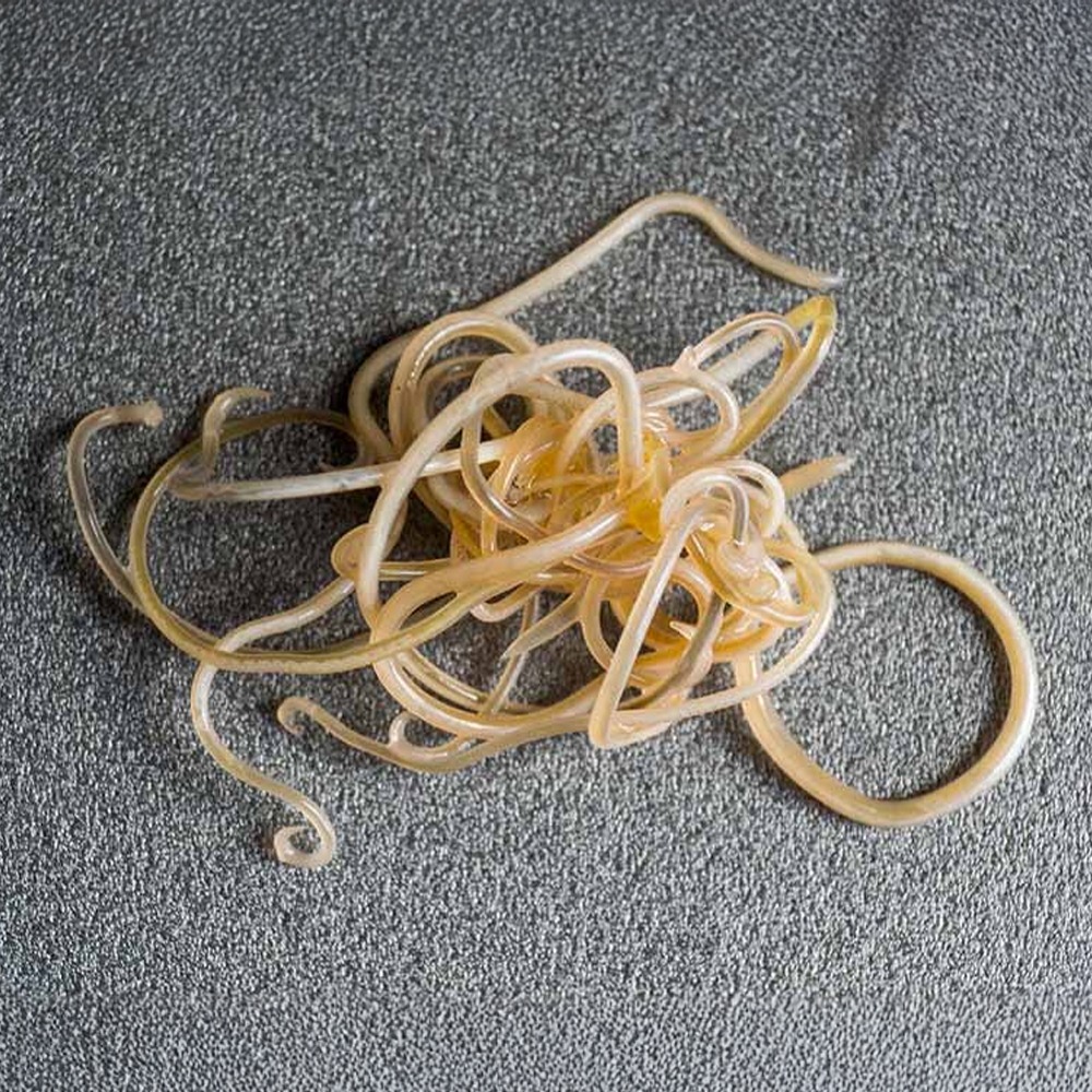 Roundworms