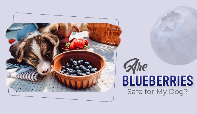 Blueberries Safe for My Dog